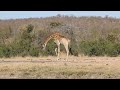 Latest Kruger National Park Giraffe Drinking Water Sightings