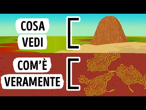 Video: Le termiti fanno mucchi di terra?