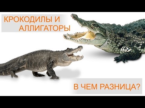 Видео: Разница между аллигаторами и крокодилами
