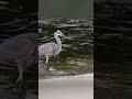 The Safety First feeding method of the Great Blue Heron#Popular science knowledge#Animal W