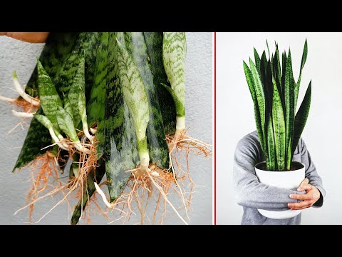 How to propagate plants with unexpected healing for everyone effects