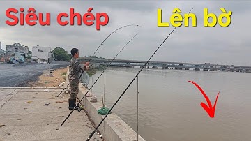 Câu Cá Sông Đồng Nai  Lần 2 " ĐỤNG CHÉP KHỦNG " Siêu Đẹp.....  Bão Cá !