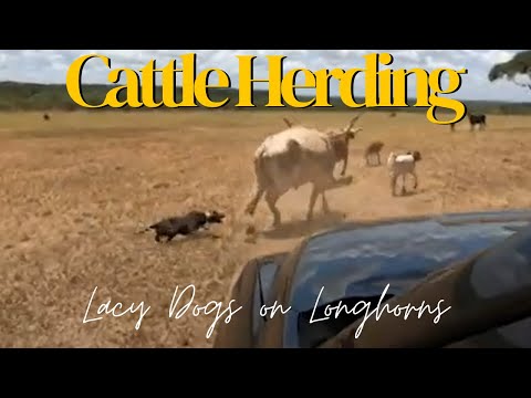 Blue Lacy Cow Dogs Working Texas Longhorn Cattle