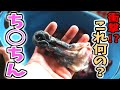 【ゲテモノ】これぞチン味！アマゾン産のある動物のち○ちんを調理！
