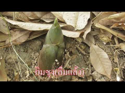 15 สายพันธุ์ สวนไผ่ครูภัทร แบมบู ฟาร์ม