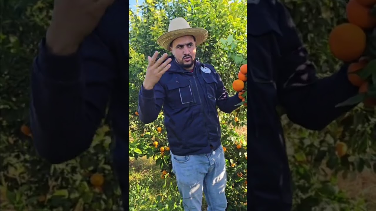 #مشتلة ايوب يقدم لكم صنف جديد من كليمونتين ممتاز في تسويقه وقت تسويقه فيفري ومارس 