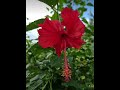 A flower s beauty 😍🌺 || Nature shoot|| #fypシ゚viral #flowers #aesthetic #ytshorts #ytviral