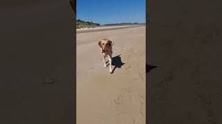 SUMMER FUN AT BAMBURGH BEACH WITH TWO AMAZING DOGS #dog #leonberger #labrador #beach