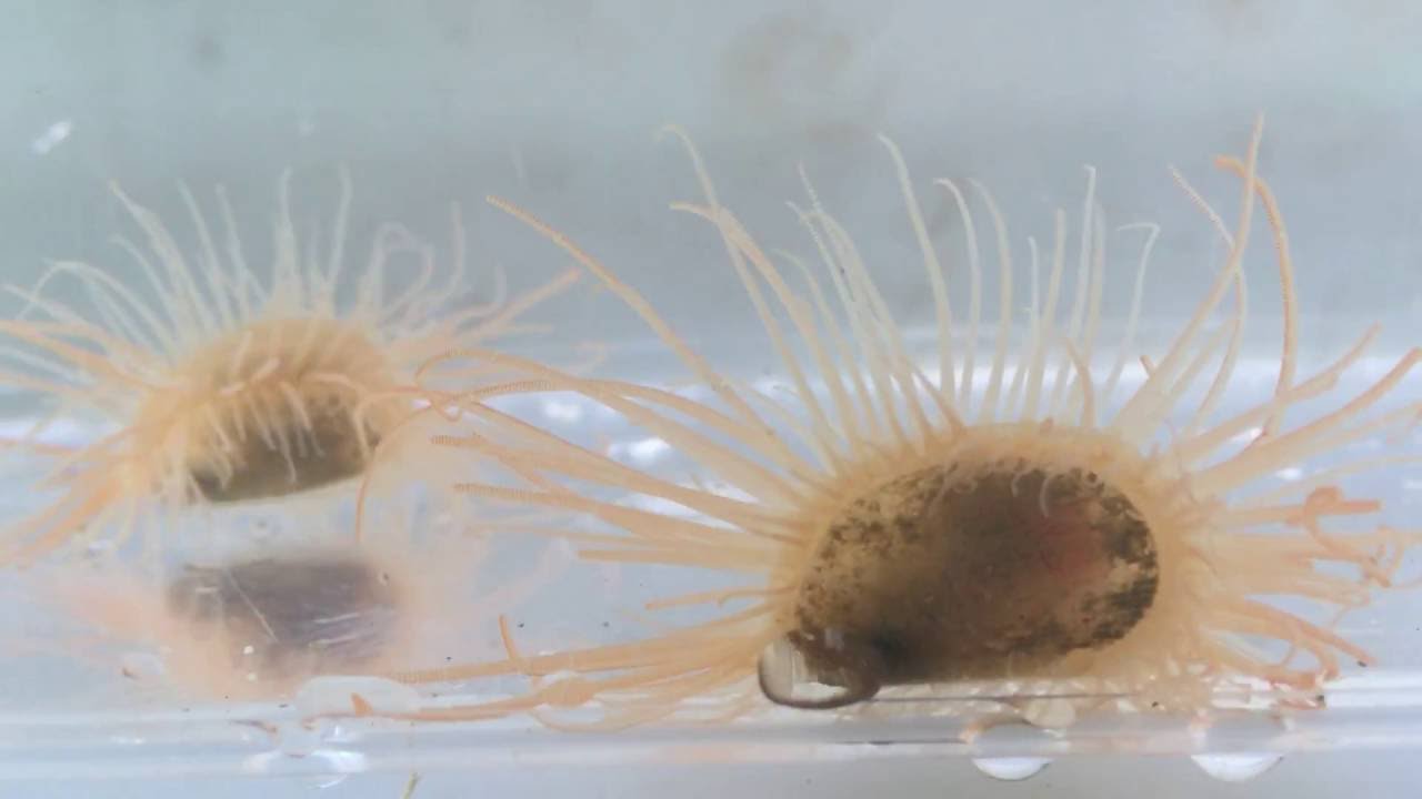 Endemic Hawaiian Swimming Clam (Limaria keohea)