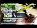 簡単に紫陽花を増やそう！剪定してそのまま挿し木にする・枯らさない挿し木の管理方法と剪定の方法