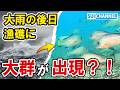 大雨の後に自作の漁礁を見に行ったら…魚の大群に占拠されていた!