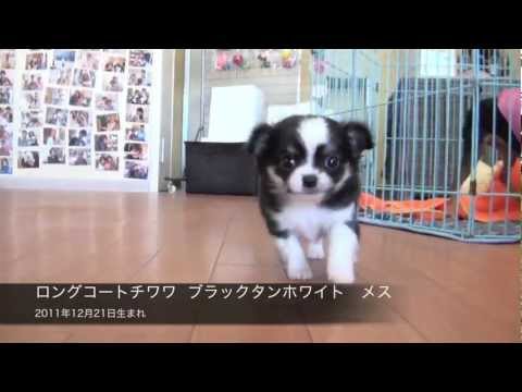 ロングコートチワワ  ブラックタンホワイト 2011年12月21日生まれ
