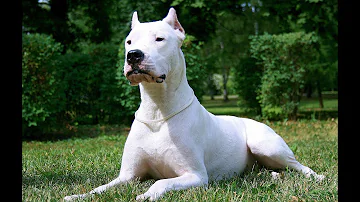 Como alimentar um Dogo Argentino?