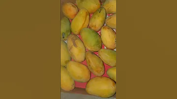 المانجا قالت للعنب 