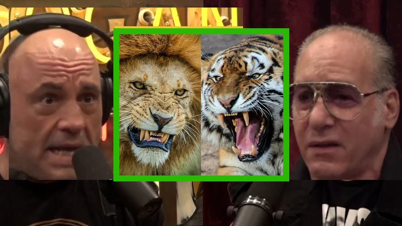 Joe Rogan Lions VS Tigers Who is the real king? Andrew Dice Clay JRE 1989 YouTube