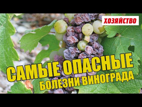 Видео: Предотвращение проблем с виноградом - Как лечить распространенные вредители и болезни виноградной лозы