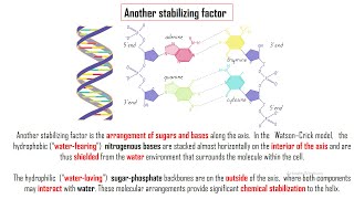 14|DNA Structure | Why A with T and C with G | Stabilize the helix | Arrangement of sugars and bases