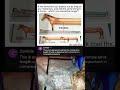 If we stretched our bodies out as long as our intestines, and did the same thing to a horse...