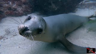 San Diego Scuba Pros - Come Dive With Us At La Jolla Cove, San Diego