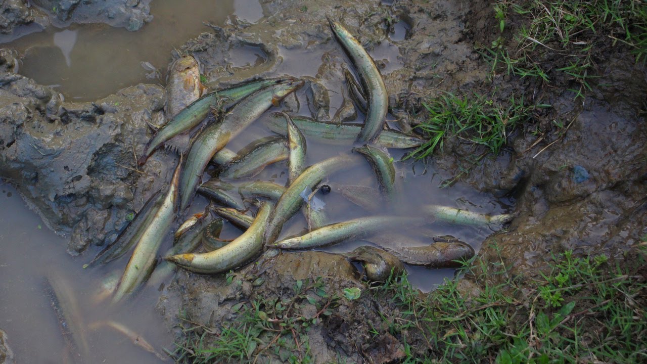 Unbelievable Catching Fish After Rain A lot of Fish