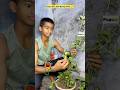 Chota Bhai aur money plant😂🔥| Indian Family #chotabhai #shorts #reletable #comedy #daman