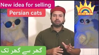 Your Persian cats sale on my youtube channel | Ghar se ghar tak offer | Urdu | Hindi by Cats & birds club Fz 1,107 views 8 months ago 6 minutes, 55 seconds