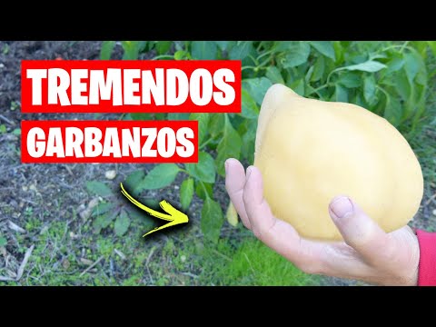 Video: ¿Se pueden cultivar garbanzos? Aprenda sobre el cuidado de los garbanzos en el jardín