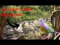 Menjerat Burung Punai Dengan Mudah