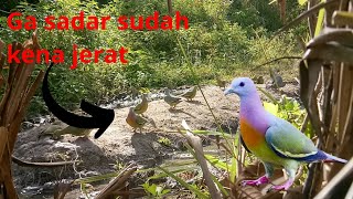 Menjerat Burung Punai Dengan Mudah