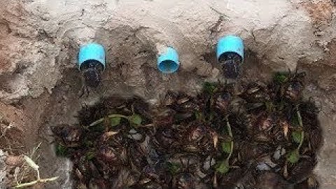 Cambodia poor man Dig a hole too deep for make crab trap got a lot of crab -2017