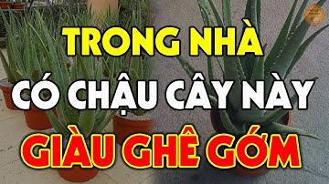 TRỒNG NGAY 1 Chậu Cây Này TRONG NHÀ Để HÚT TÀI LỘC ĐẦY NHÀ, Tiền Vàng Ùn Ùn Kéo Về