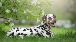 How to Maintain a Healthy and Shiny Dalmatian Coat