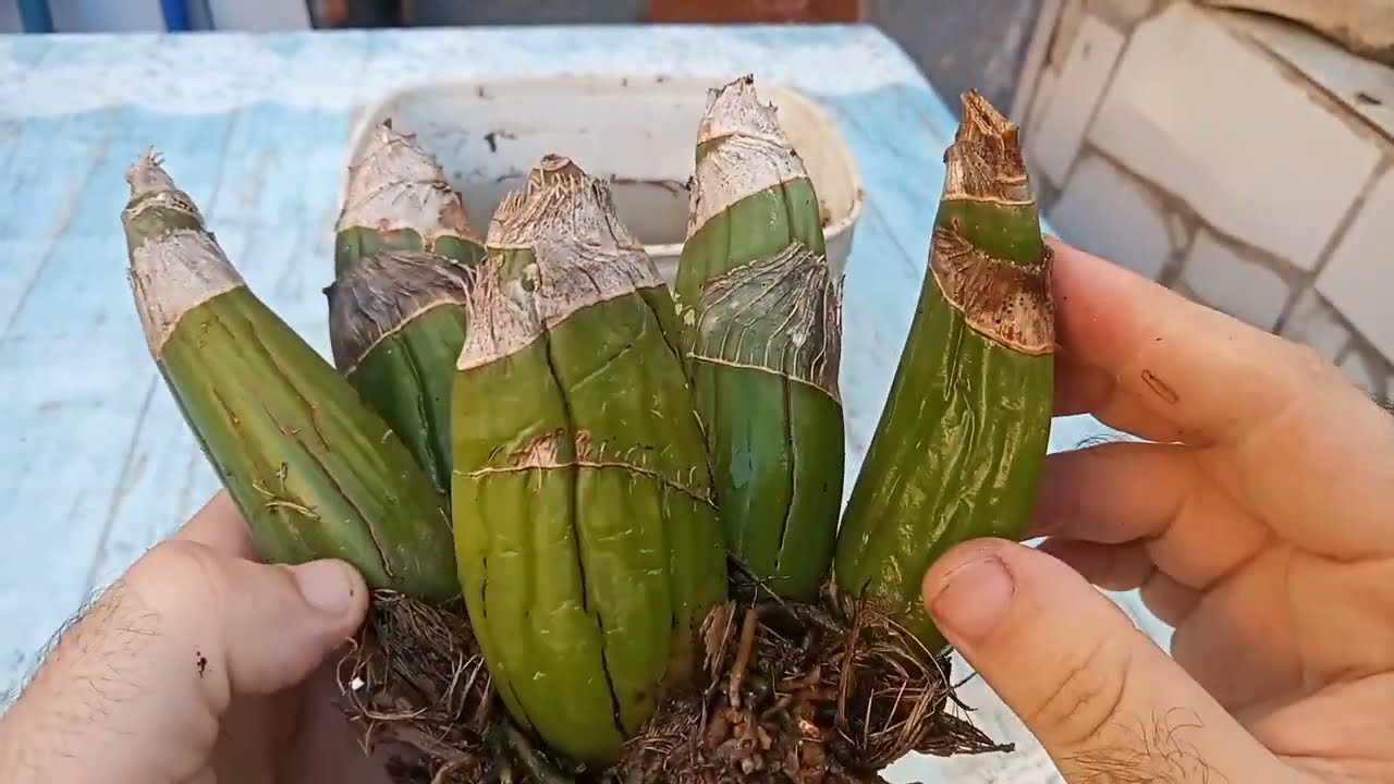 Orquídea Grammatophyllum - Recuperação e Replante