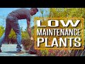 Low Maintenance Plant Combo.