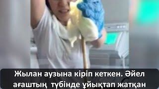 Жылан аузына кіріп кеткен. Әйел ағаштың түбінде ұйықтап жатқан Жылан аузына кіріп кеткен. Әйел ағаштың түбінде ұйықтап жатқан