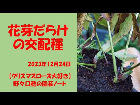 2023.12.24 花芽だらけの交配種 - YouTube