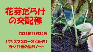 限定1点 クリスマスローズ利休等を含む交配発芽苗60番 クリスマスローズ・利休交配種ミックス| 種・苗・ガーデニング用品の