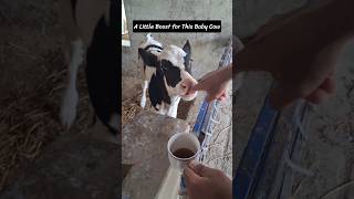 Top Cow Farm | Raising Strong Calves #farming #dairyfarming