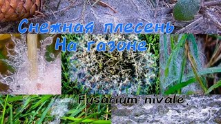 Весенние проблемы газона Снежная плесень газона 🍄🍄🍄 Fusarium nivale.