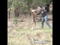 Hombre Lucha Contra Un Canguro! Parodia