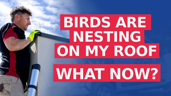 What should I do if I find birds nesting on my roof? | The Local Guys - Bird Pest Control