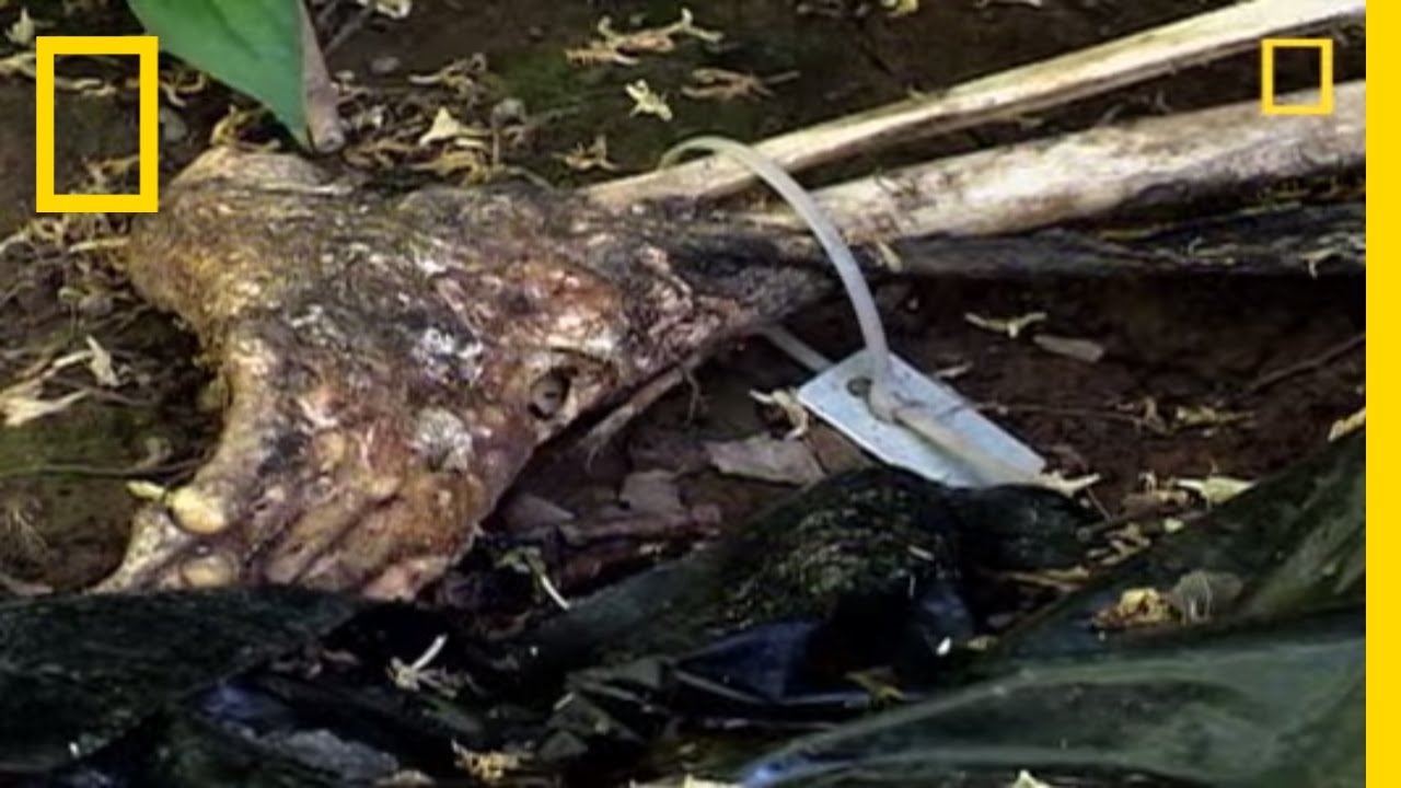 the body farm the body farm