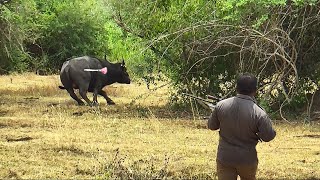 Catching a fierce buffalo that came to the village and releasing it into a forest|Most Brave Moments