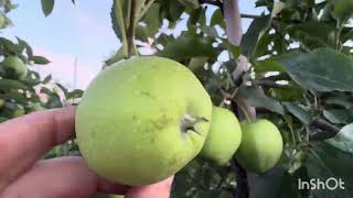 Summer pruning of apple trees