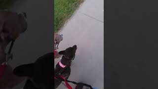 Coco 3