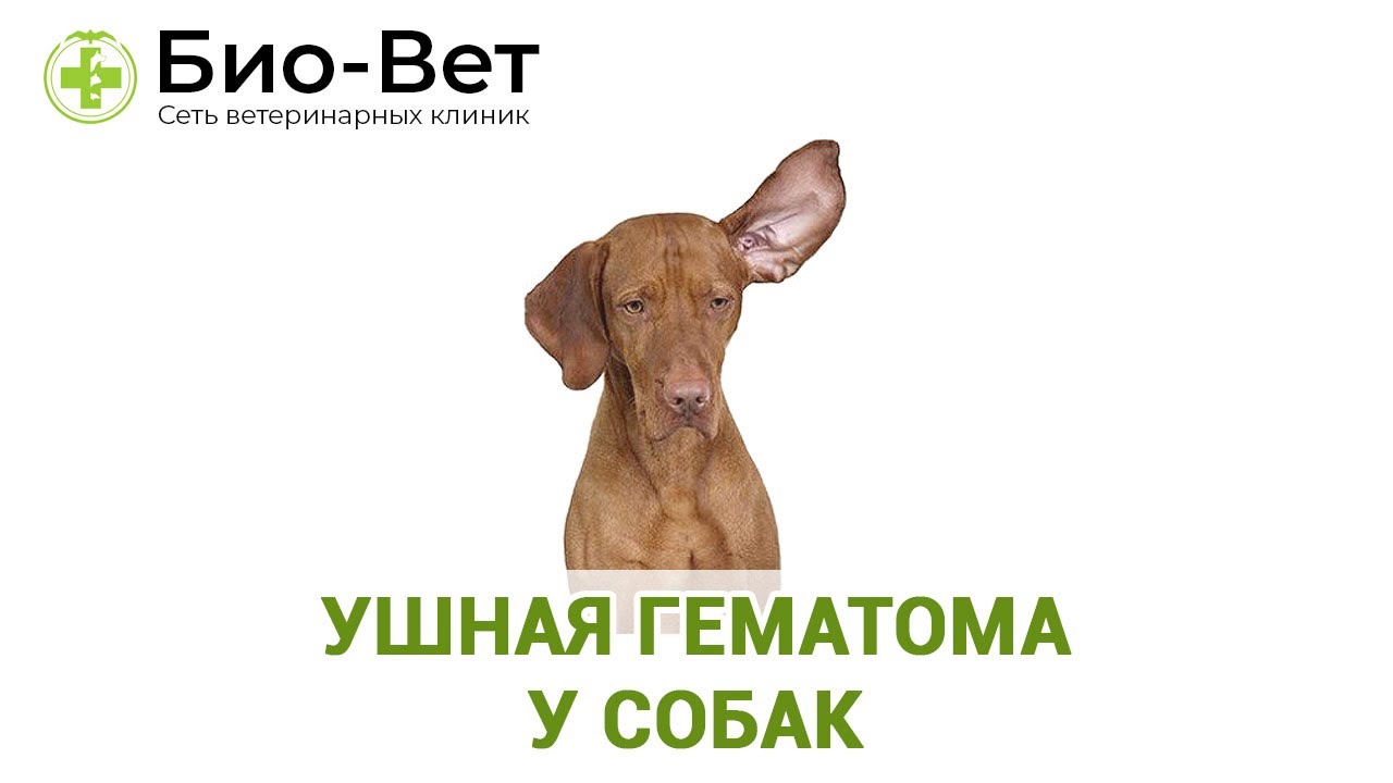 Ушная гематома у собак. Ветеринарная клиника Био-Вет. - YouTube