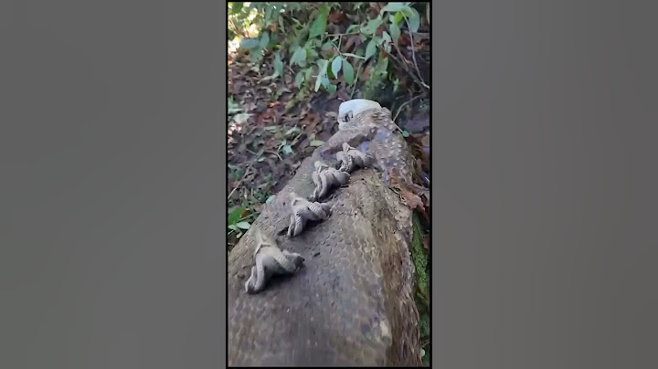 Anaconda Gigante Encontrada em exploração no Brasil #shorts
