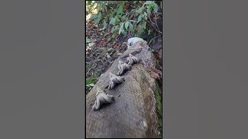 Anaconda Gigante Encontrada em exploração no Brasil #shorts