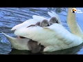 Swan Mom Carries ALL Her Babies Under Her Wing | The Dodo