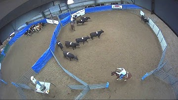 Big Sky Ranch Sorting Saddle Series #6 - #8 HC Ranch Hand - Round #2 - Ride #12